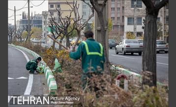 آغاز فصل هرس درختان 2