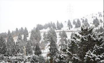 بارش برف زمستانی در بوستان سرخ حصار 11
