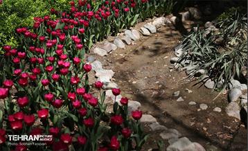 باغ ایرانی میزبان لاله‌ها 61