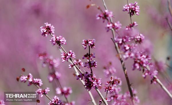 روز طبیعت در منطقه ۵ 50