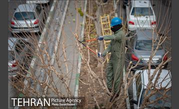 آغاز فصل هرس درختان- 2