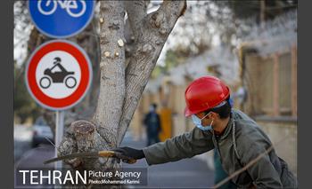 آغاز فصل هرس درختان- 3