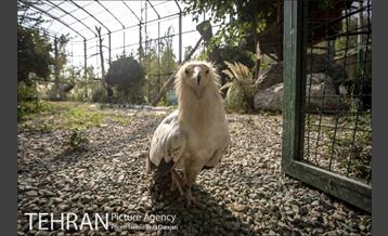 باغ پرندگان فاز دوم 14