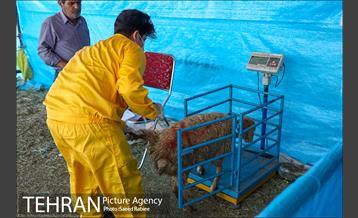 مرکز عرضه دام بهداشتی به مناسبت عید قربان در منطقه 22 تهران 35