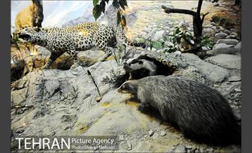 موزه حیات وحش هفت چنار 42
