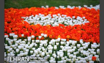 رویش گل های لاله در بوستان ملت 41