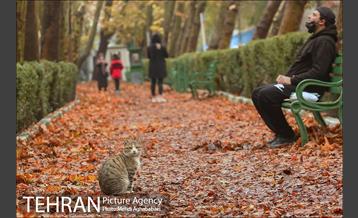 سمفونی برگ های پاییزی 14