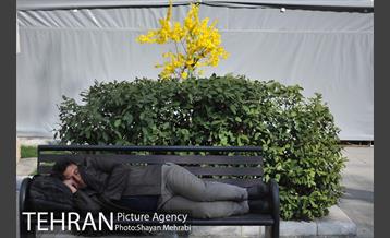 رویش گل های لاله در پارک ملت 6