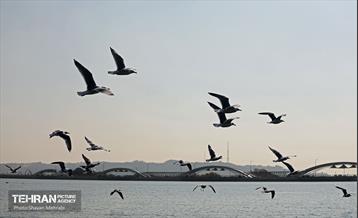 کوچ پرندگان مهاجر به دریاچه شهدای خلیج‌فارس 28