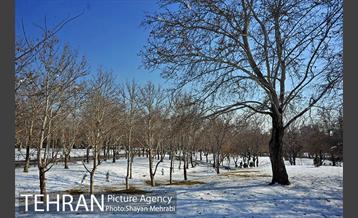 فصل زمستان در بوستان ملت 31