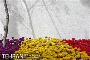 پیاده راه لاله برای مادران 14