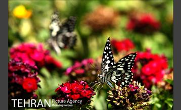 طبیعت بهاری بوستان پلیس  7