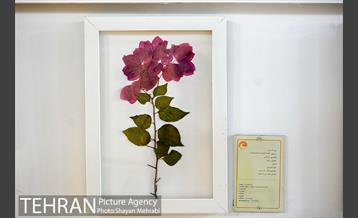 موزه گیاه شناسی دارآباد 12