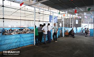 مرکز عرضه دام بهداشتی به مناسبت عید قربان 50