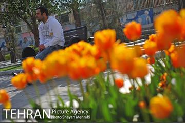 رویش گل های لاله در پارک ملت 15