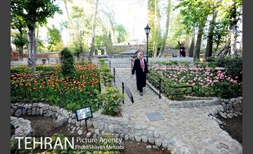 رویش گل های لاله در باغ ایرانی 49