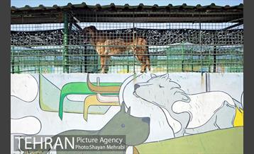 نقاهتگاه سگ های بدون صاحب واقع در آراد کوه 37