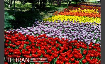 پیاده راه لاله مادران 1