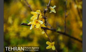 طبیعت بهاری پارک جنگلی لویزان‎  26