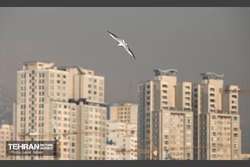 پرندگان مهاجر دریاچه چیتگر 22