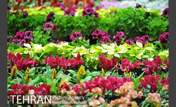 شانزدهمین نمایشگاه بین المللی گل و گیاه تهران - 2 51