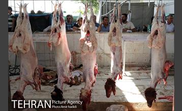 مراکز عرضه بهداشتی دام زنده 21