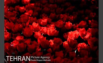 پیاده راه لاله مادران 6