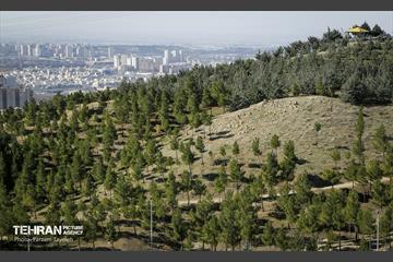 آیین غرس درخت در کوهسار  با حضور معاون فرهنگی قوه قضاییه 3