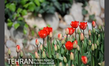 رویش گل های لاله در باغ ایرانی 28