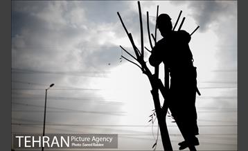 آغاز فصل هرس درختان 12