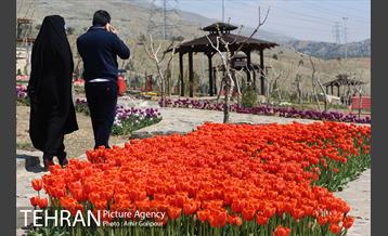 باغ گل لاله های ایرانی در بوستان آبشار تهران‎ 23