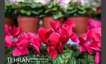 آیین افتتاح شانزدهمین نمایشگاه گل و گیاه تهران با حضور سرپرست شهرداری تهران 29