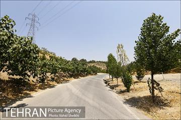 بوستان جنگلی یاس فاطمی 14