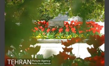 رویش گل های لاله در بوستان گفتگو 8