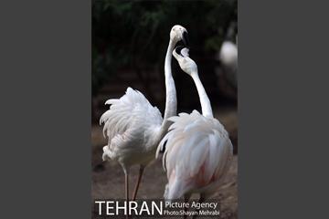 باغ پرندگان تهران 68