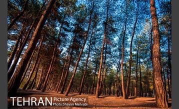 بوستان جنگلی چیتگر 25