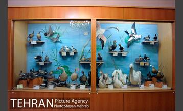 موزه حیات وحش هفت چنار 13