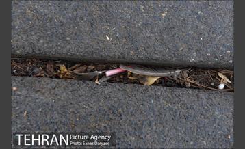 فیلتر سیگار زباله است 35