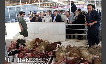 بازدید رییس شورای اسلامی شهر تهران و مدیر عامل سازمان میادین شهرداری تهران از مراکز عرضه بهداشتی دام 7