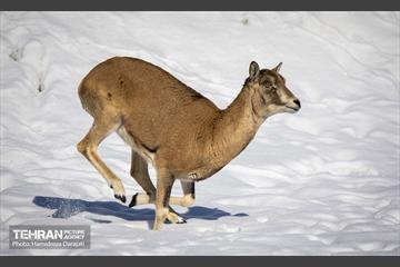 حیات وحش تهران  51