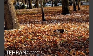 پاییز برفی پارک ملت 16