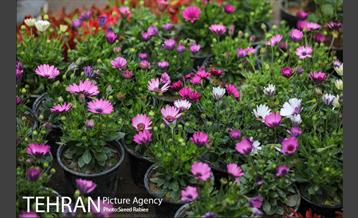 بازار گل و گیاه غرب تهران در آستانه نوروز 27