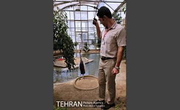 جشن تولد جوجه درنای تاج خاکستری آفریقایی 11