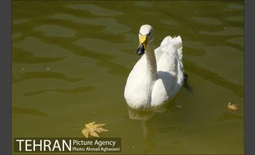 افتتاح اولین "باغچه خبر" در تهران 21