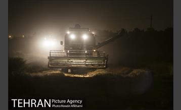 برداشت گندم در مزارع جنوب تهران‎ 19