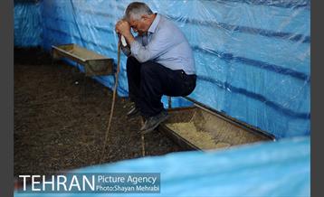 بازدید معاونین شهردار از جایگاه های عرضه دام زنده 14