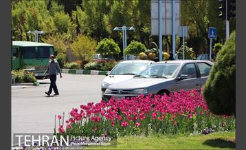 لاله آرایی در منطقه 20