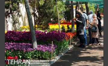 لاله برای مادران 7