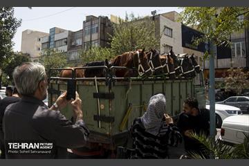 ورود نمادین کاروان امام حسین‌(ع) به کربلا 40