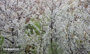 طبیعت بهاری روستای سنگان 5